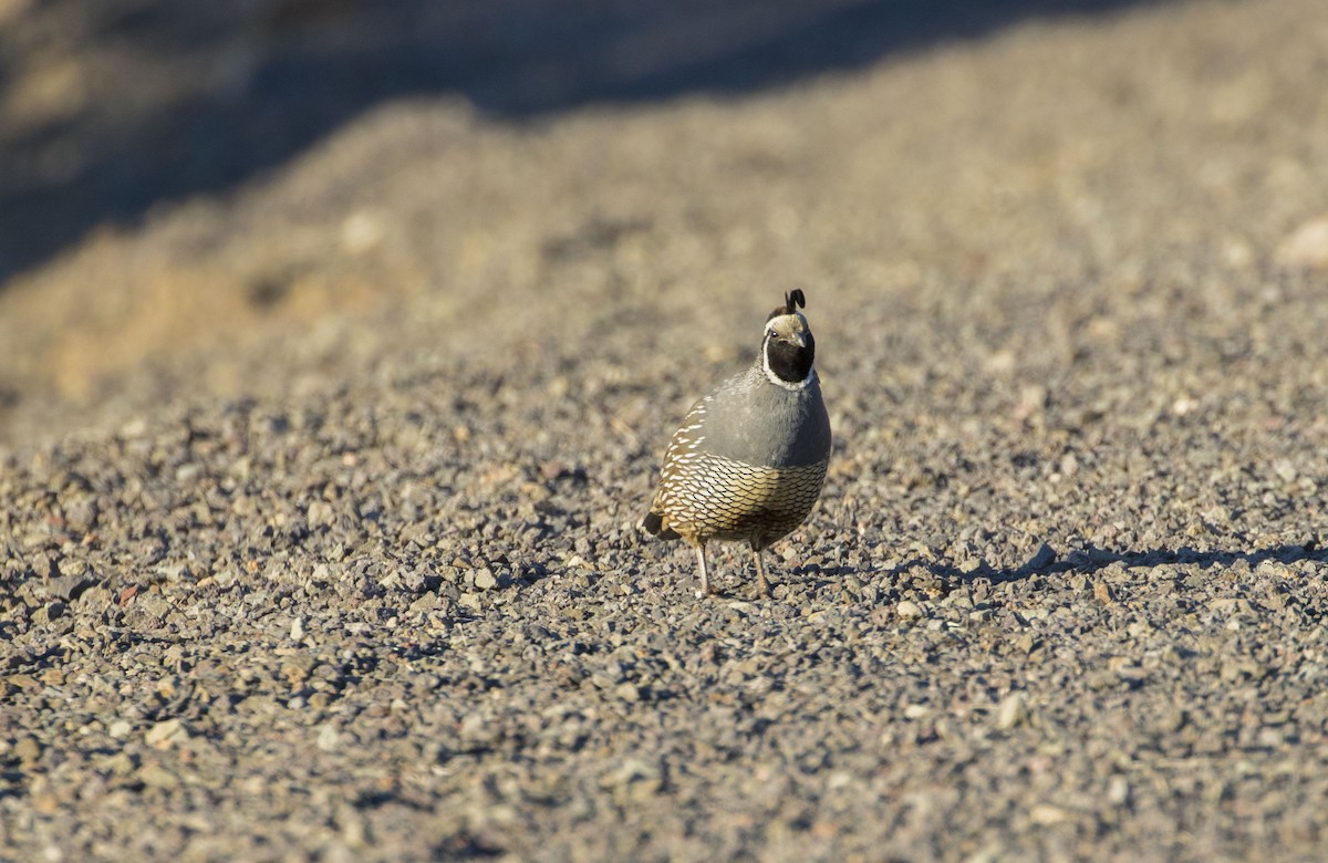 California Quail - ML146037931