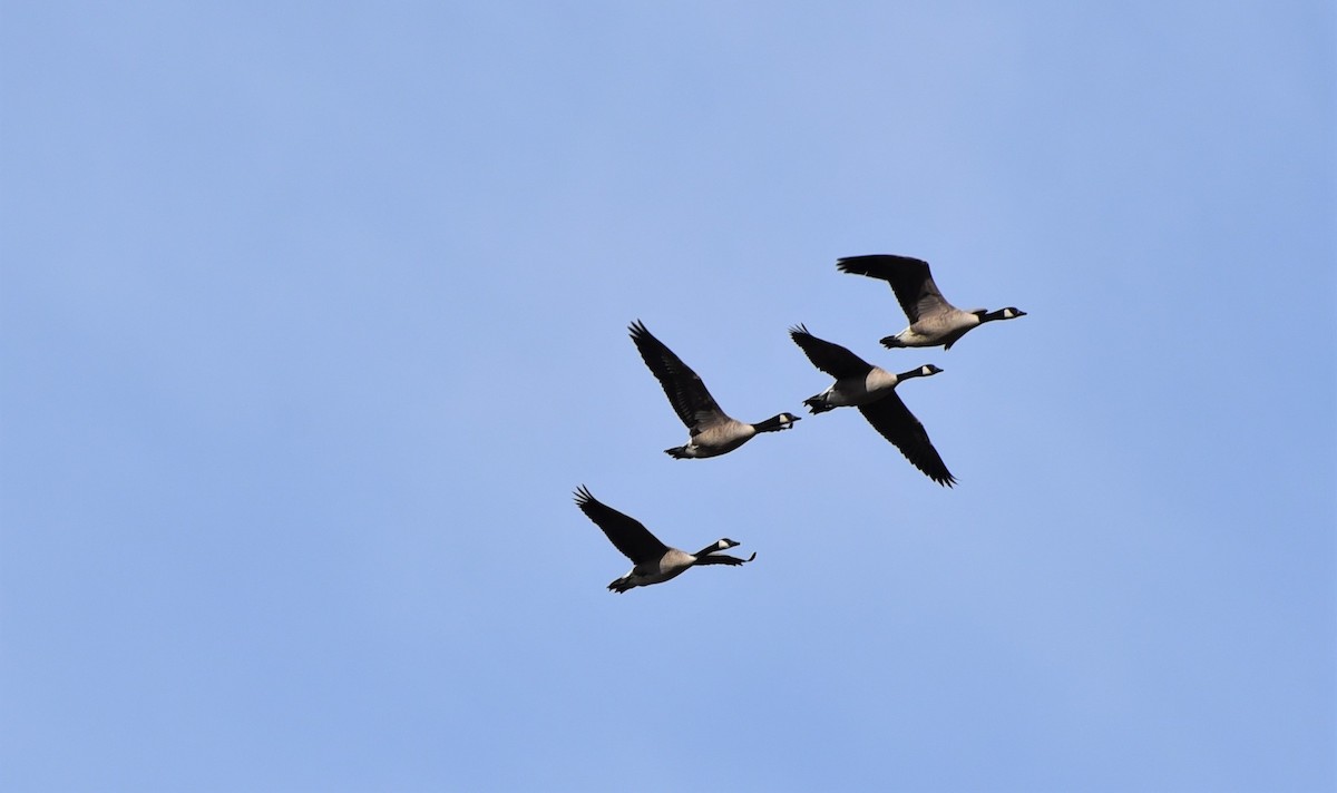 Canada Goose - ML146038701