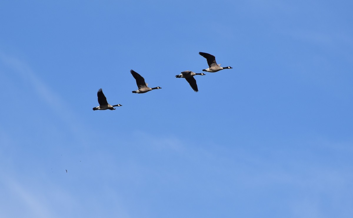 Canada Goose - Deborah Cordone