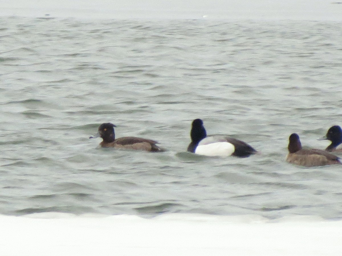 Tufted Duck - ML146039661