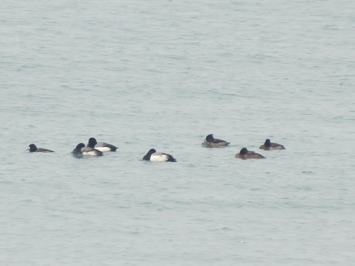 Tufted Duck - ML146039741