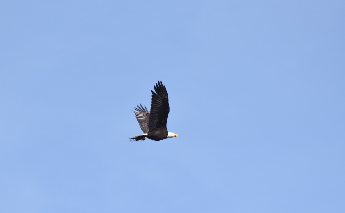 Weißkopf-Seeadler - ML146040261