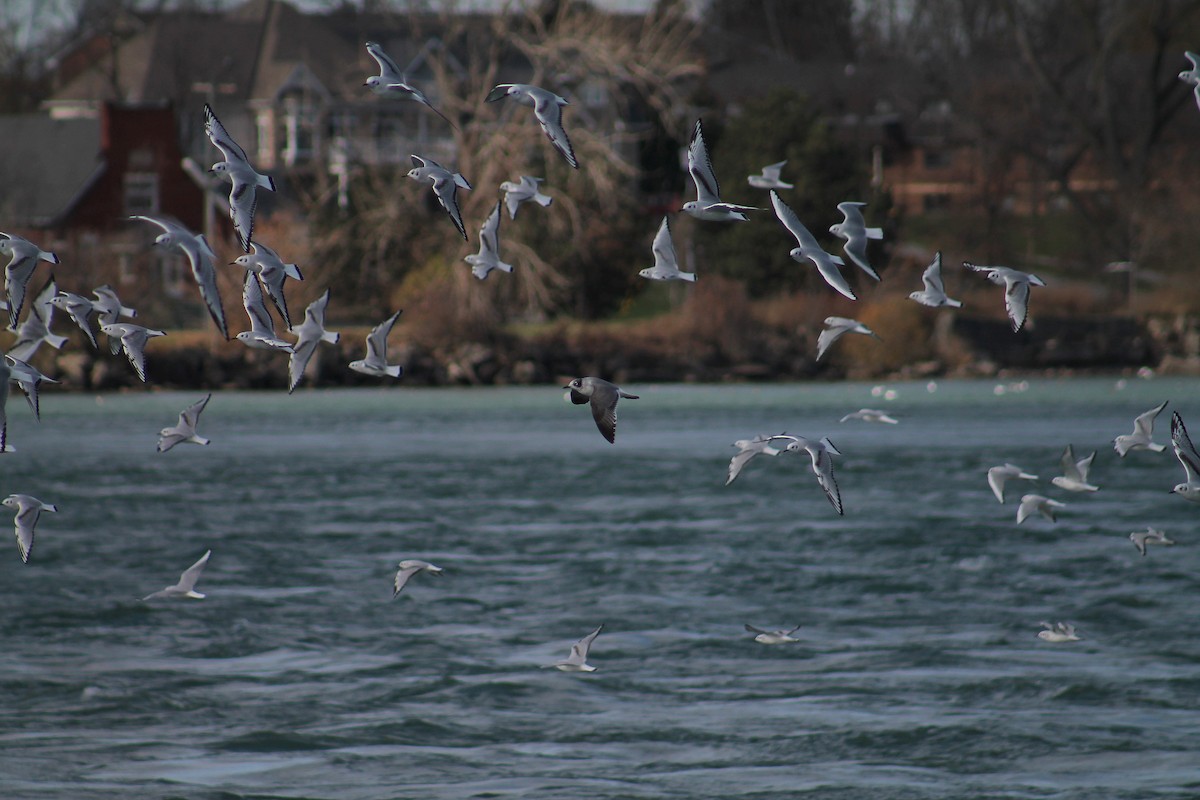 Franklin's Gull - ML146040321