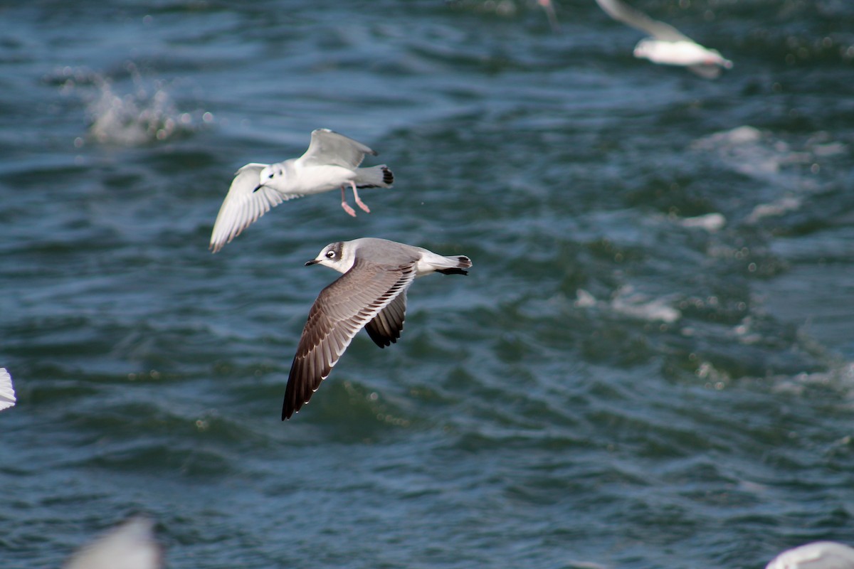 Franklin's Gull - ML146040351