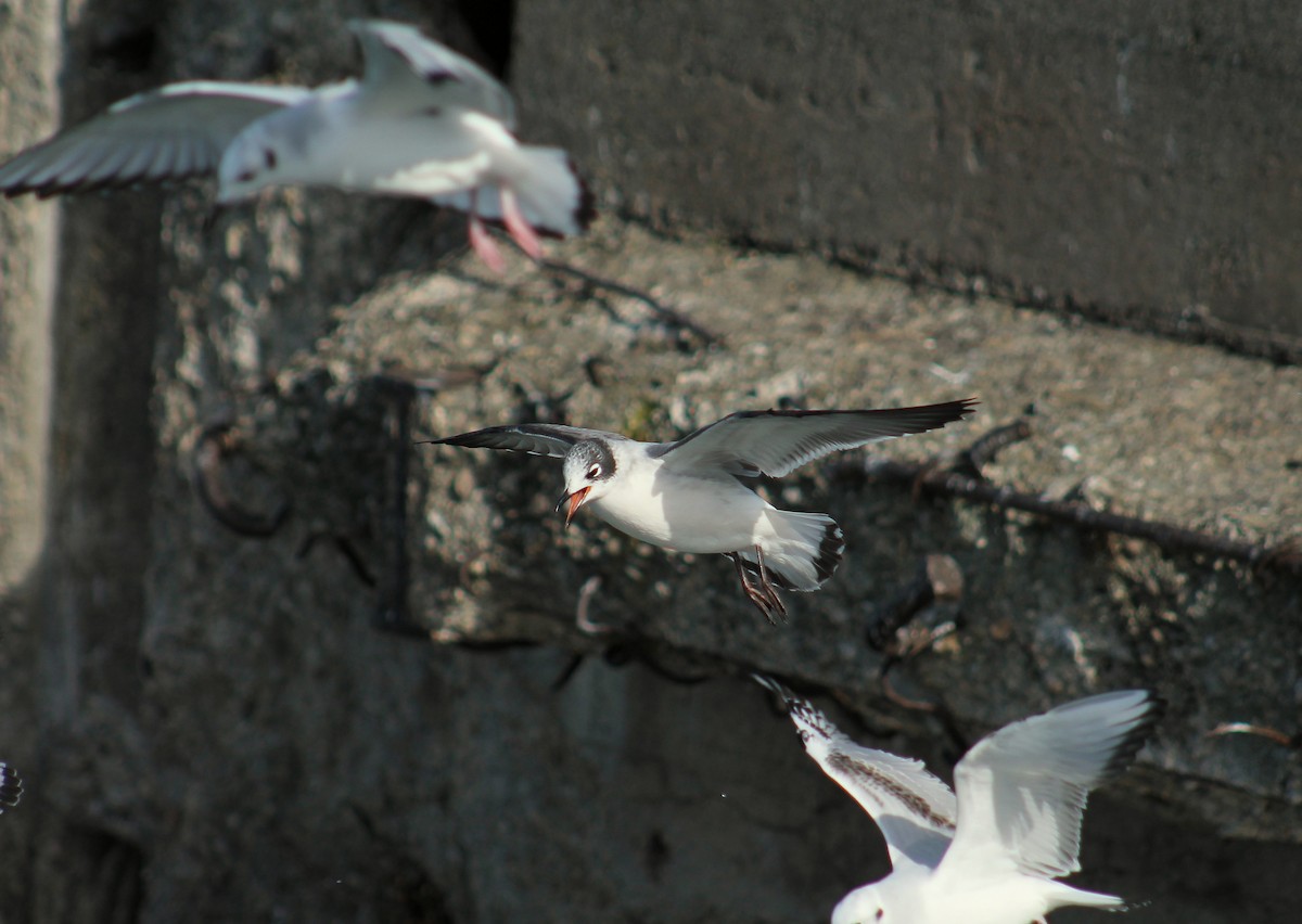 Franklin's Gull - ML146040361