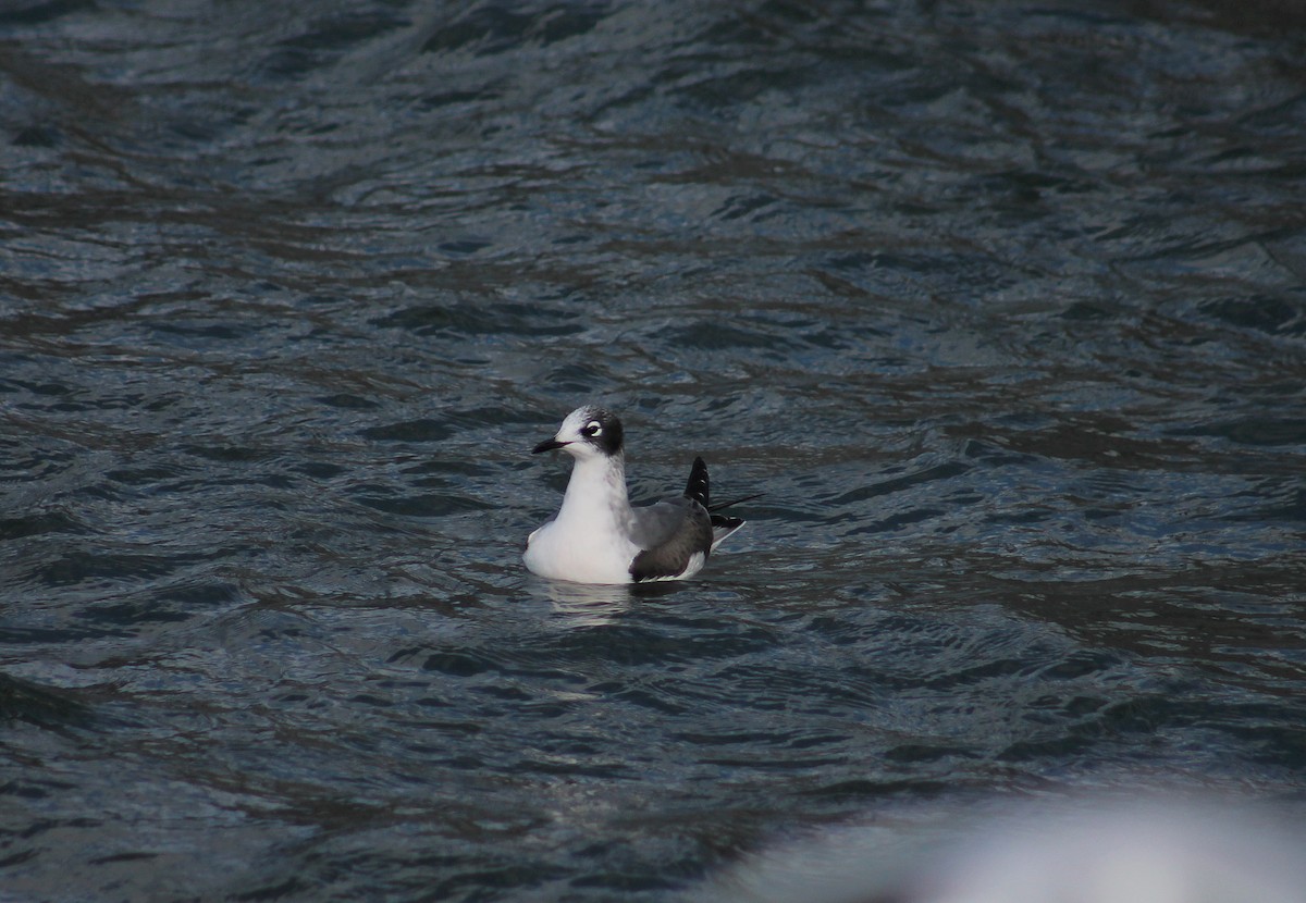 Franklin's Gull - ML146040401