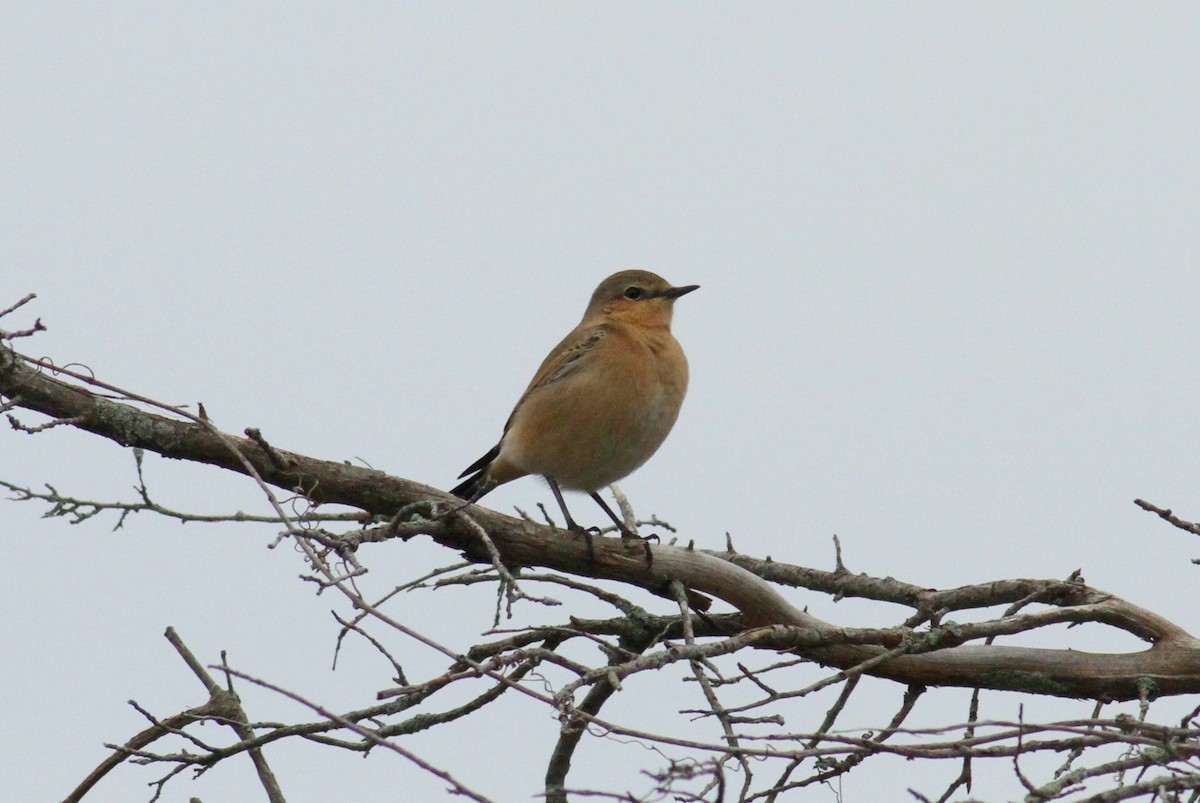 Northern Wheatear - Jim Tarolli