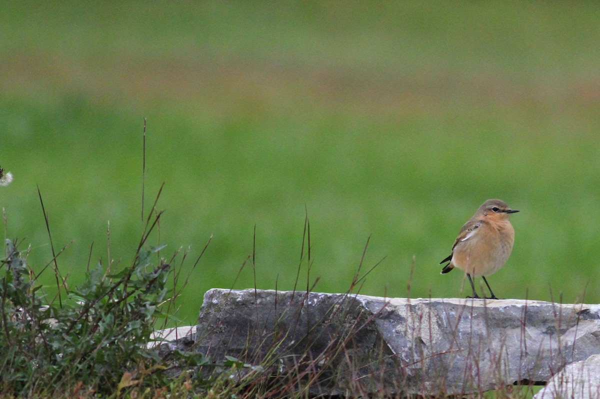 Northern Wheatear - Jim Tarolli