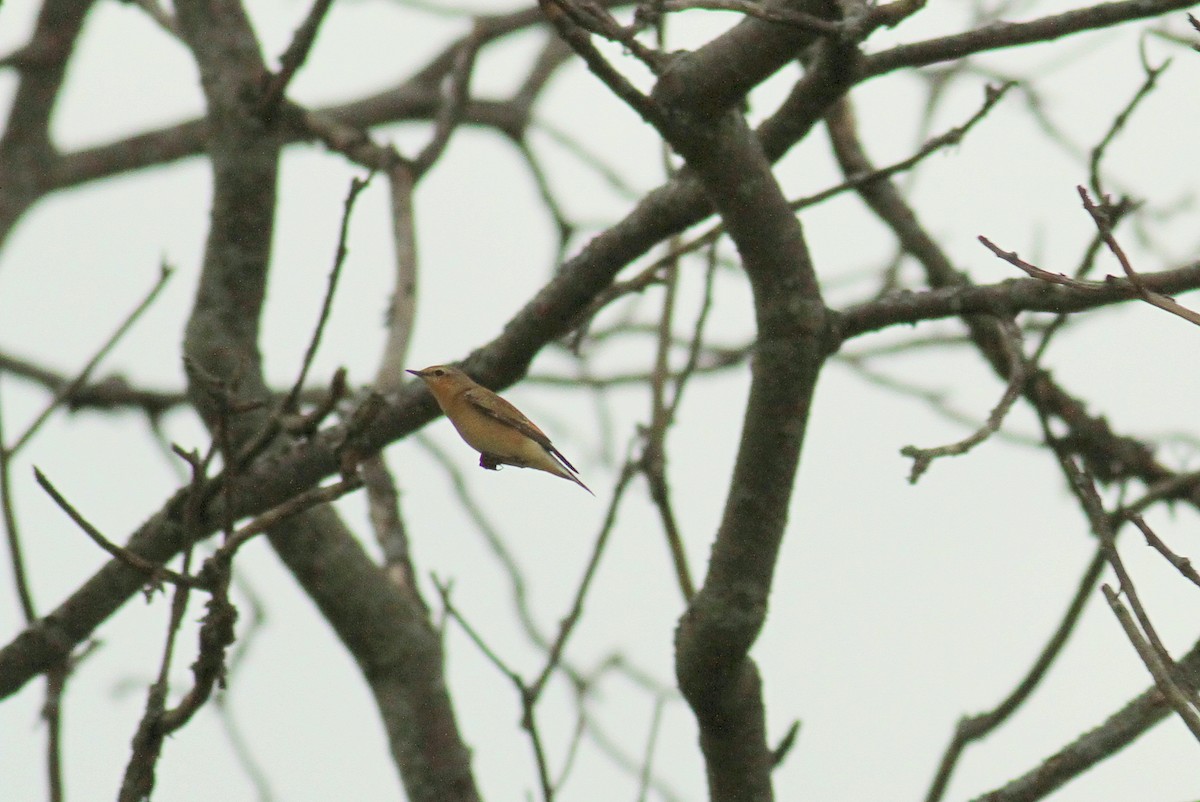 Northern Wheatear - ML146041641