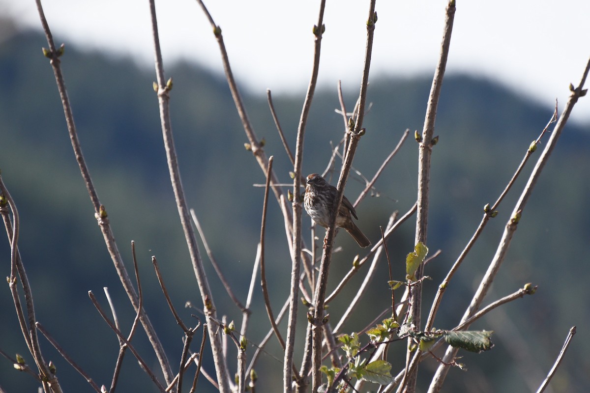 Song Sparrow - Deborah Cordone