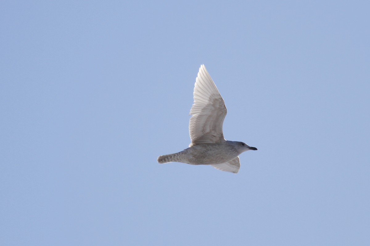 Iceland Gull (kumlieni/glaucoides) - ML146043341