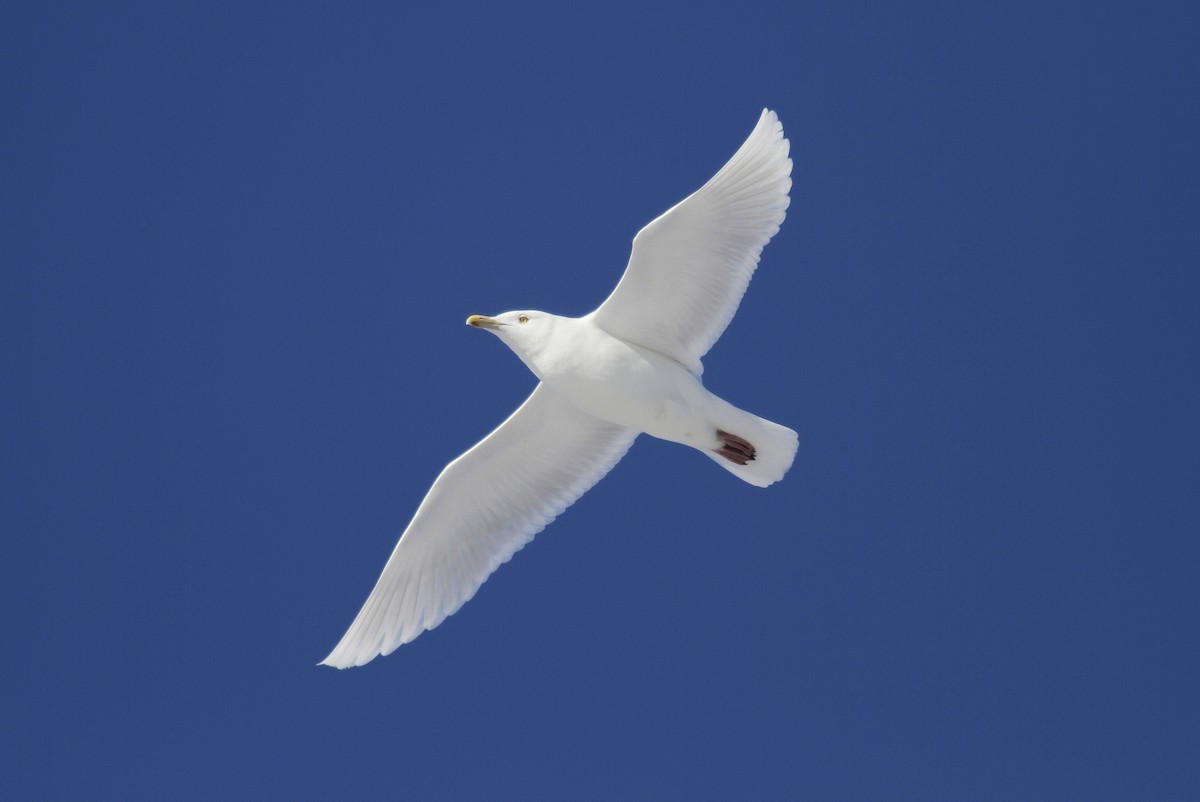 Glaucous Gull - ML146043401