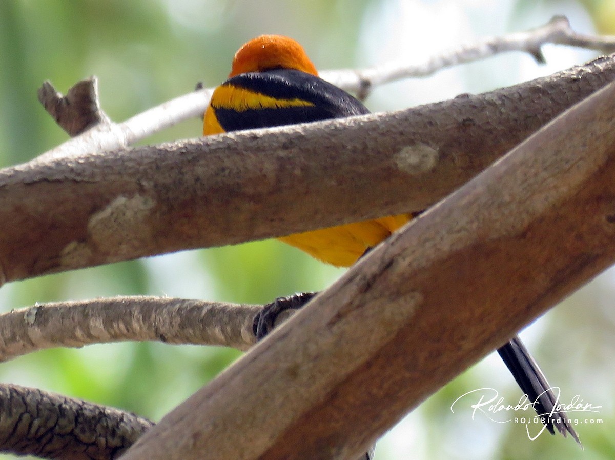 Orange-crowned Oriole - ML146043531