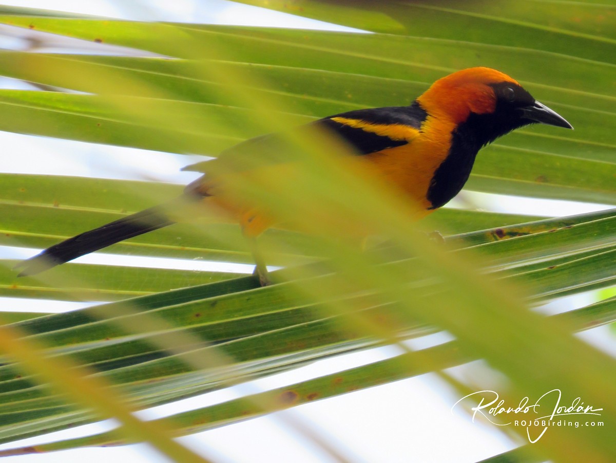Orange-crowned Oriole - ML146043571