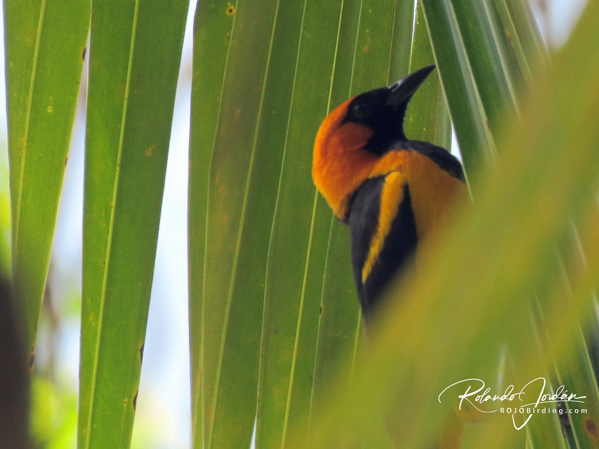 Orange-crowned Oriole - ML146043591