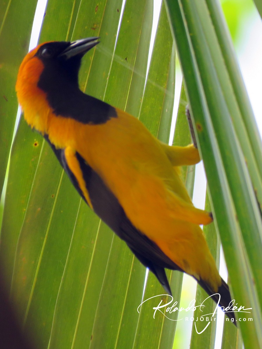 Orange-crowned Oriole - ML146043601