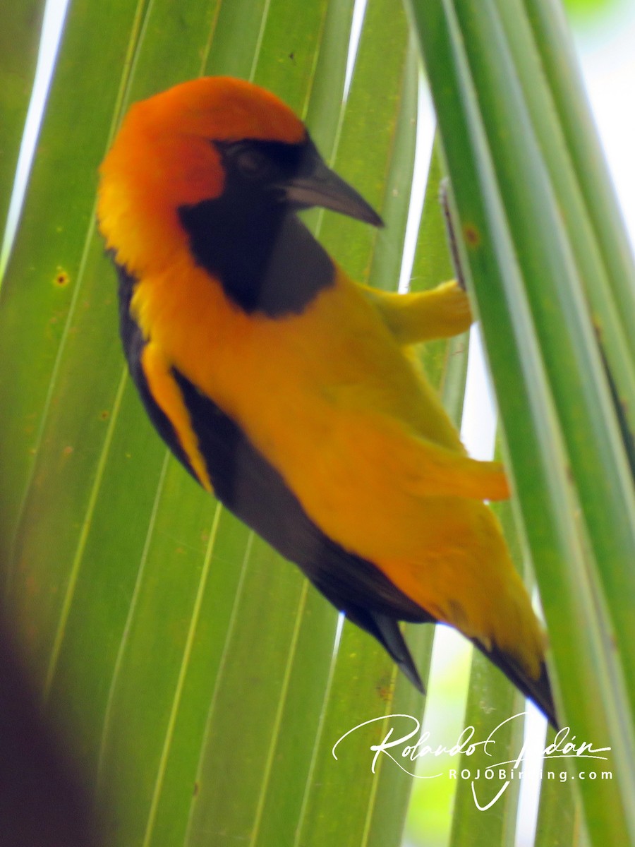 Orange-crowned Oriole - ML146043611