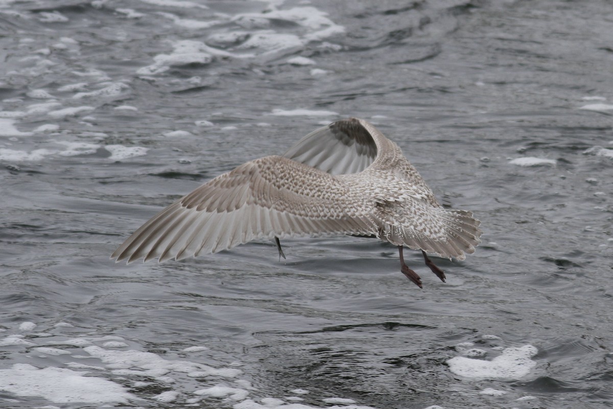 Iceland Gull (kumlieni) - Jim Tarolli