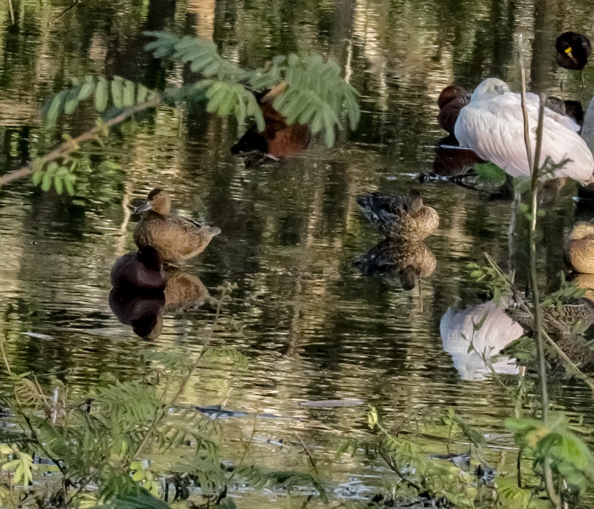 Cinnamon Teal - ML146044231