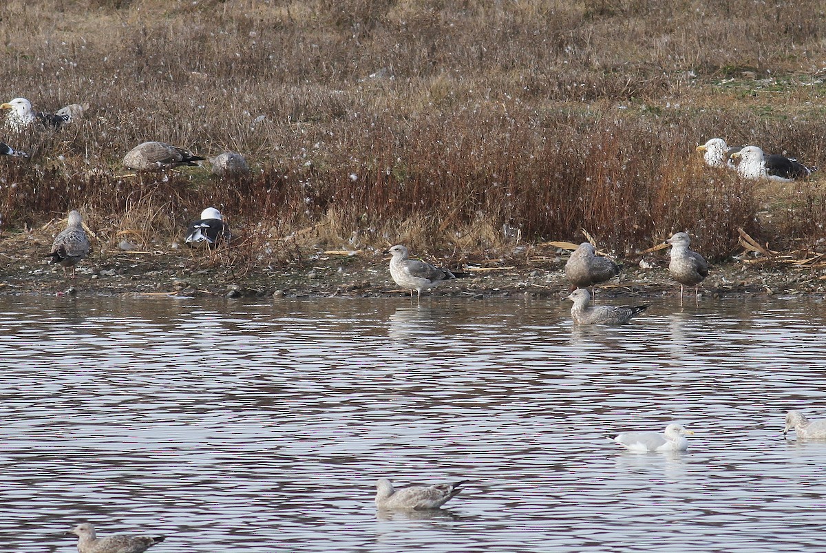 Lesser Black-backed Gull - ML146045011