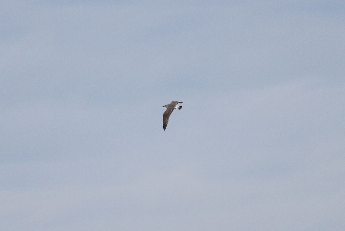 Lesser Black-backed Gull - ML146045021