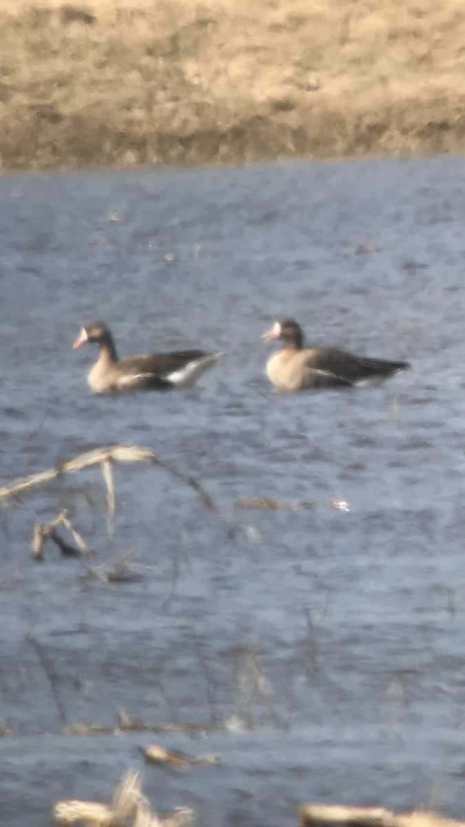 Greater White-fronted Goose - ML146045371