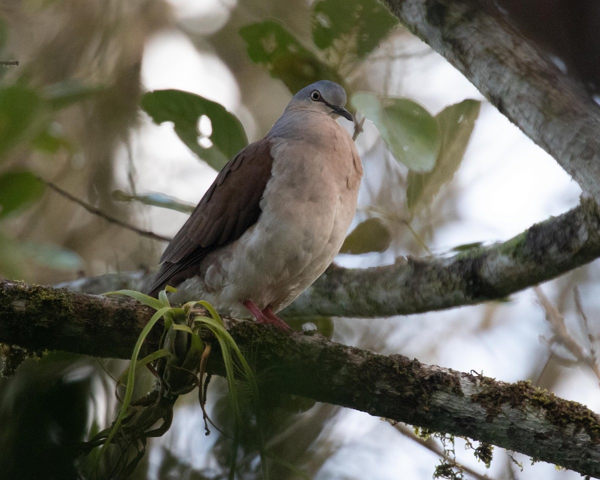 Gray-headed Dove - Dixie Sommers