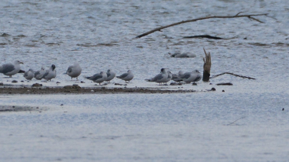 Bonaparte's Gull - ML146048011