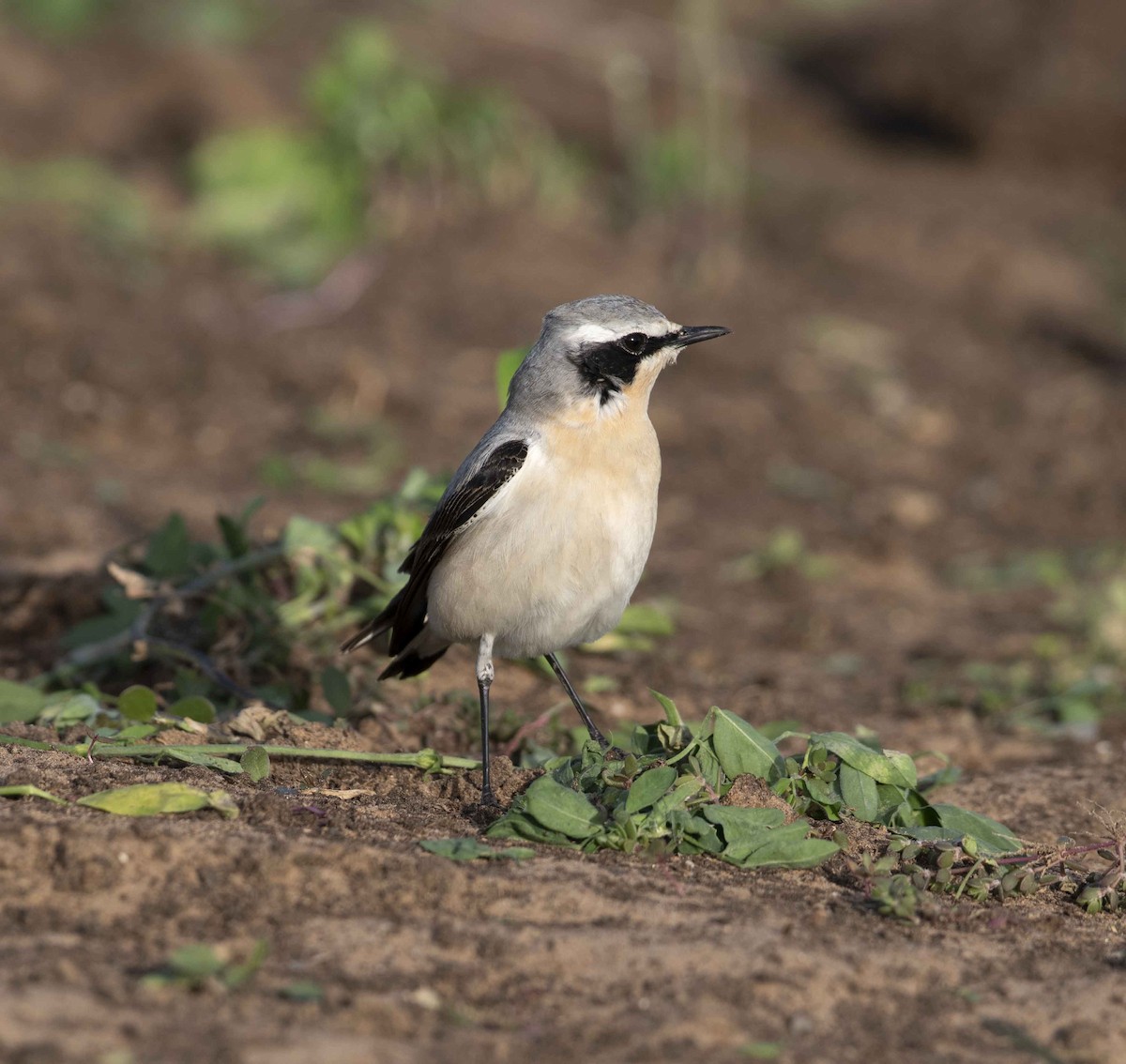 Northern Wheatear - ML146049341