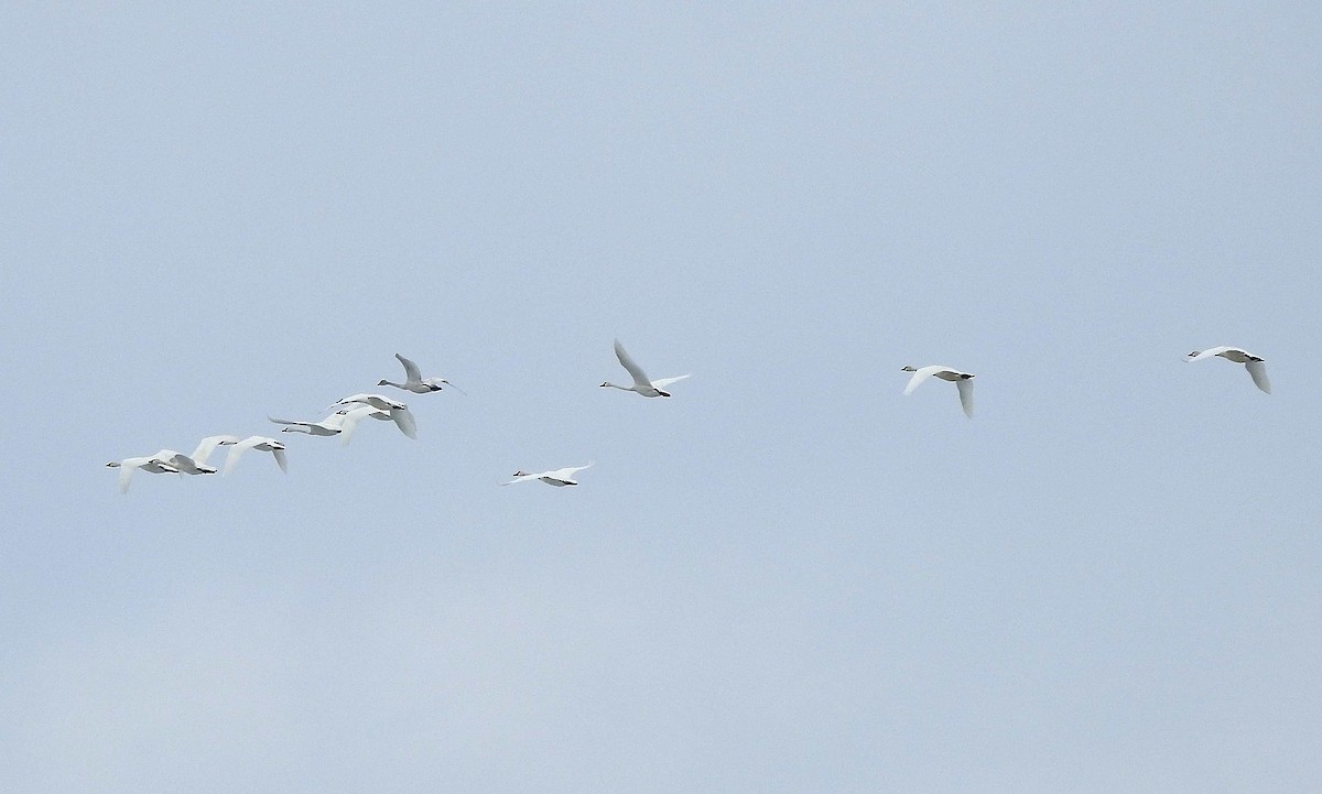 Tundra Swan - ML146050991