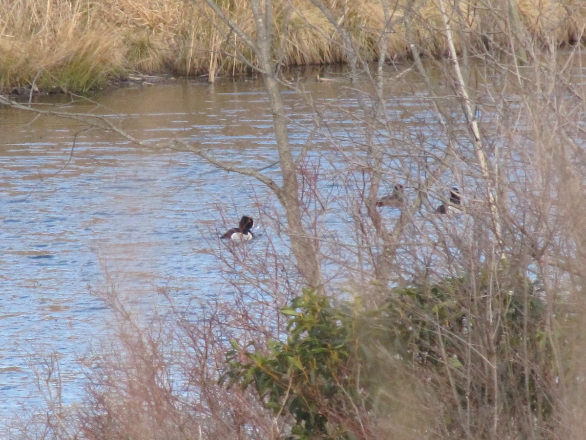 Ring-necked Duck - ML146052621