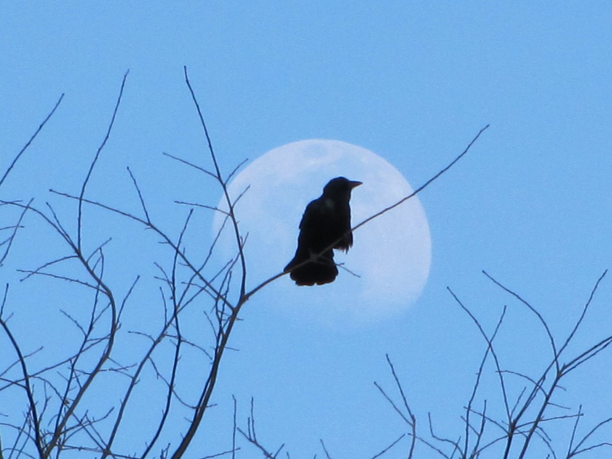 American Crow - ML146052791