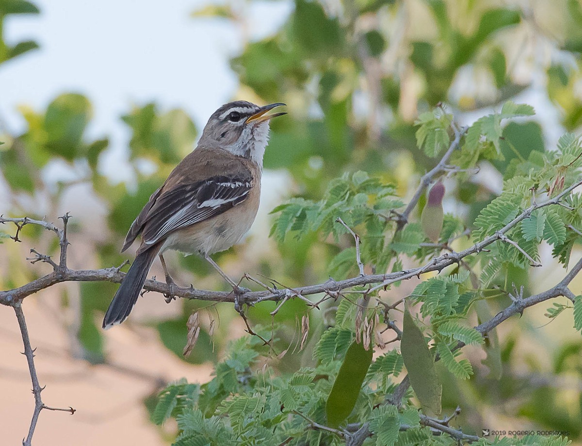 Red-backed Scrub-Robin (Red-backed) - ML146053431