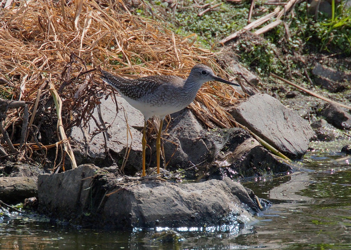 Lesser Yellowlegs - Gina Sheridan