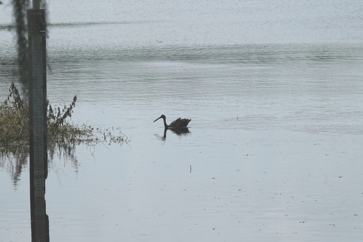 Limpkin - deborah grimes