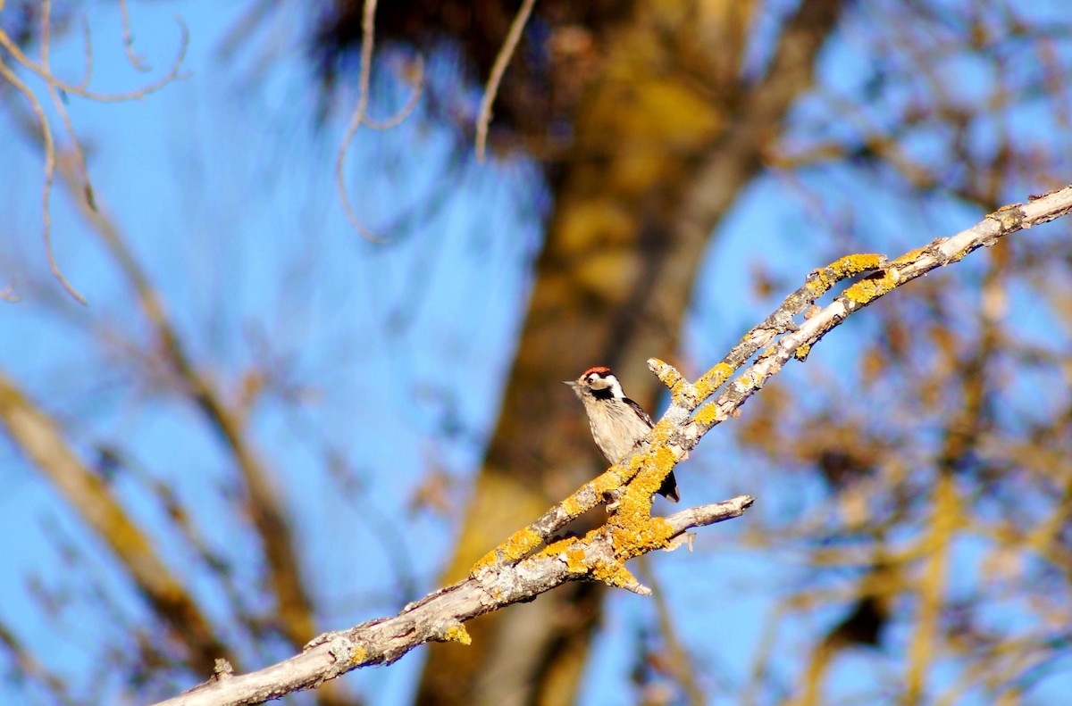 Lesser Spotted Woodpecker - Alberto Laiz
