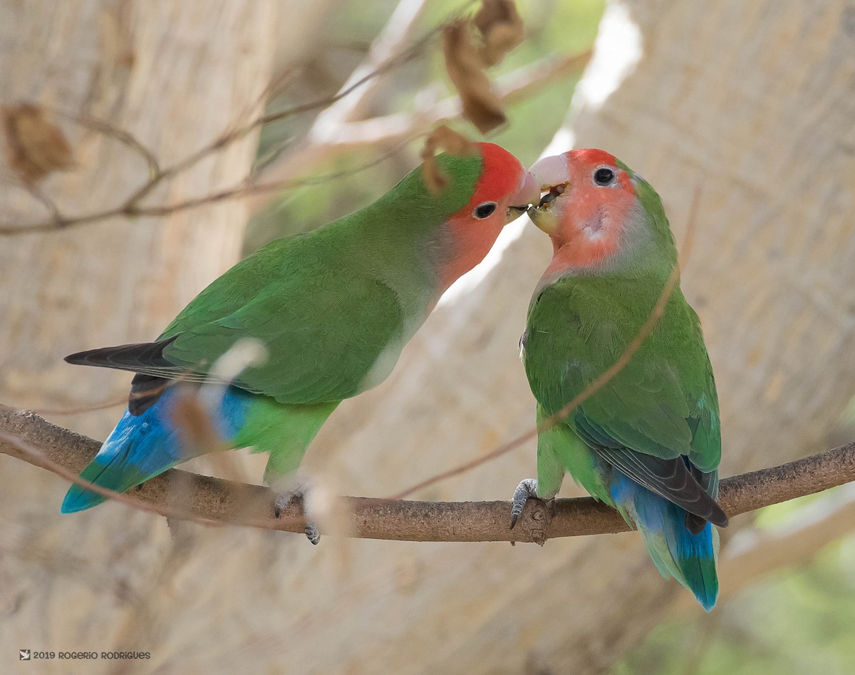 Rosy-faced Lovebird - ML146056411