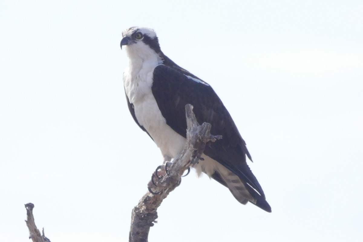 ミサゴ（carolinensis） - ML146056861