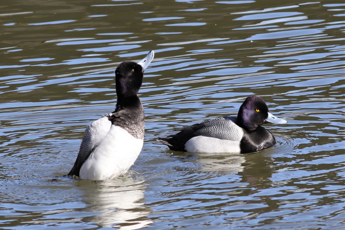 Lesser Scaup - ML146056911