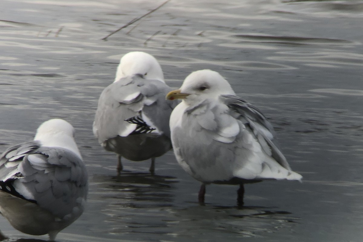 Iceland Gull (kumlieni) - ML146057341