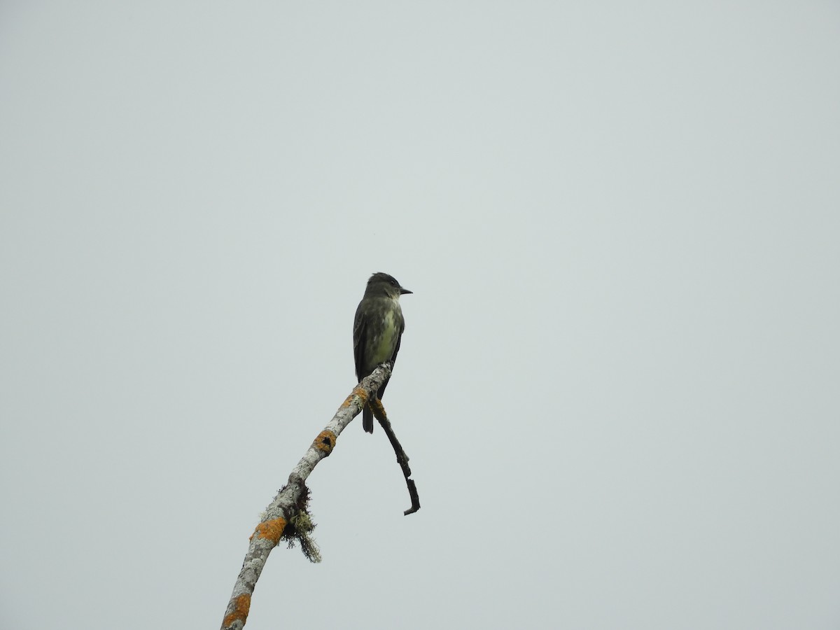 Olive-sided Flycatcher - Daniel Orizano