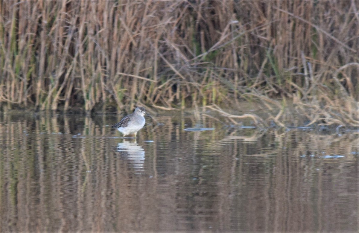 Wood Sandpiper - ML146059731