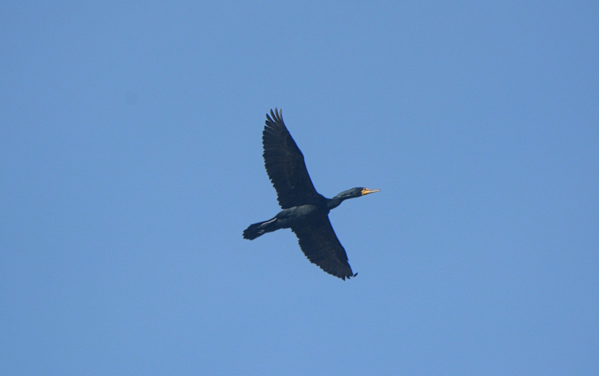 Double-crested Cormorant - ML146060741