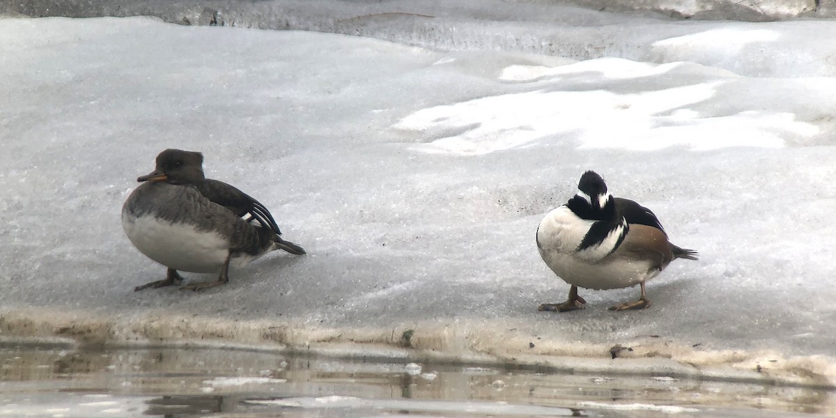 Hooded Merganser - ML146061351