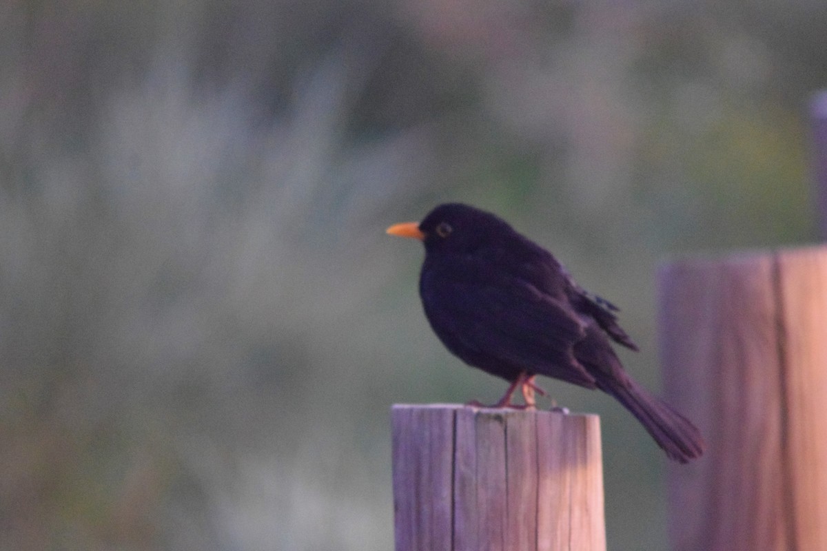 Eurasian Blackbird - ML146062131