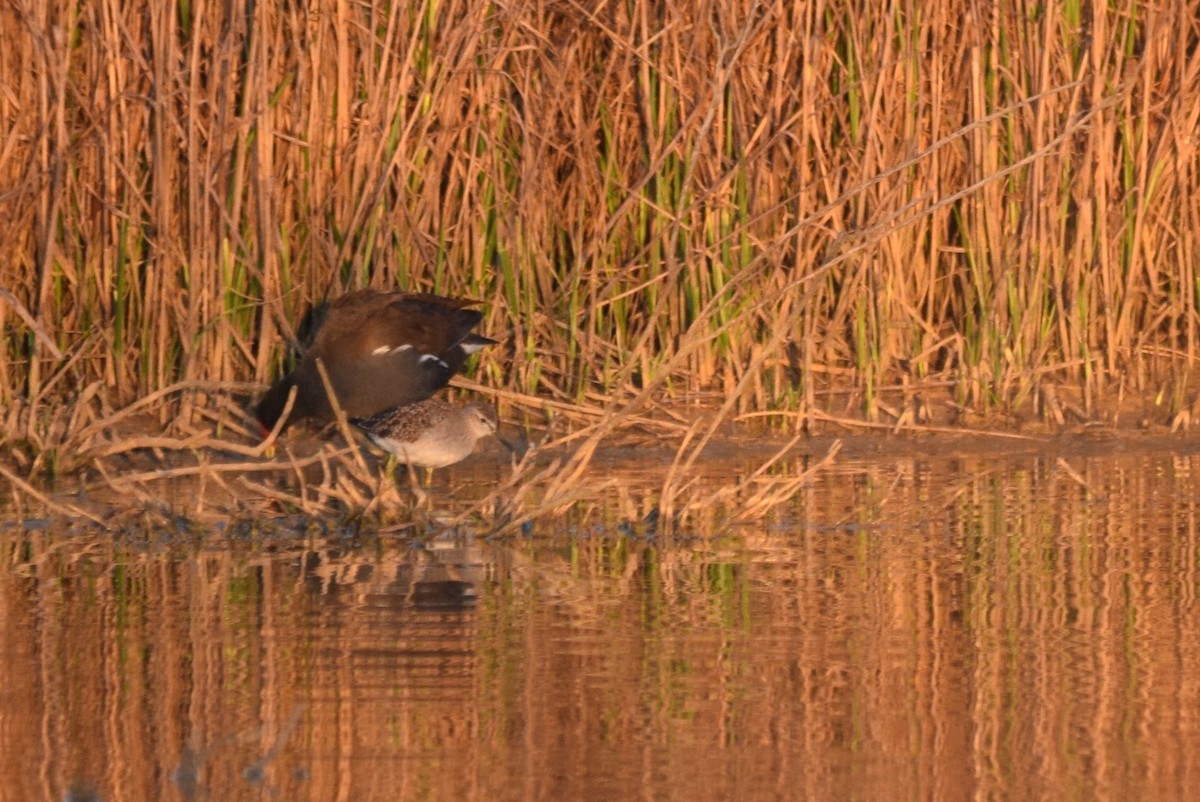 Wood Sandpiper - Luís Santos