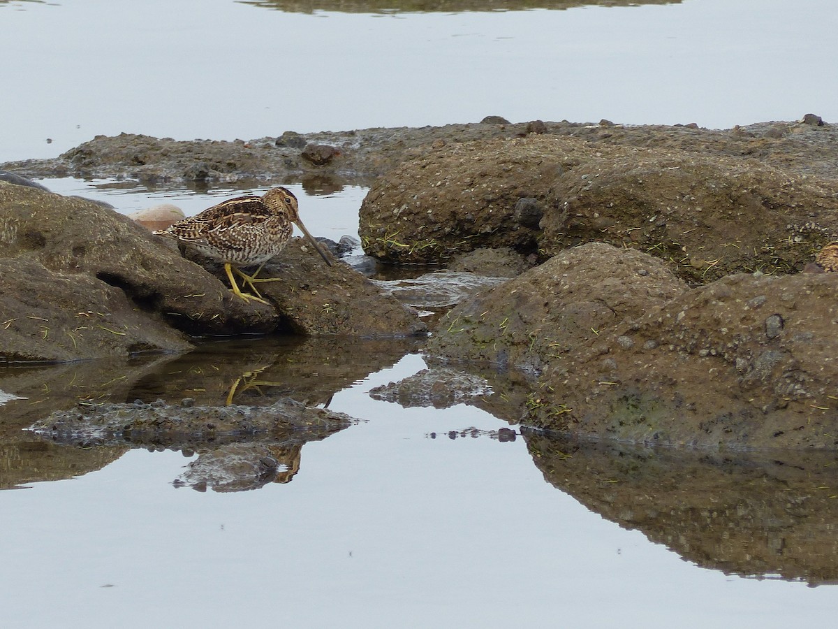 Magellanic Snipe - joaquin vial