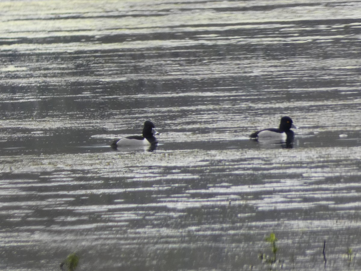 Ring-necked Duck - Joanne "JoJo" Bradbury