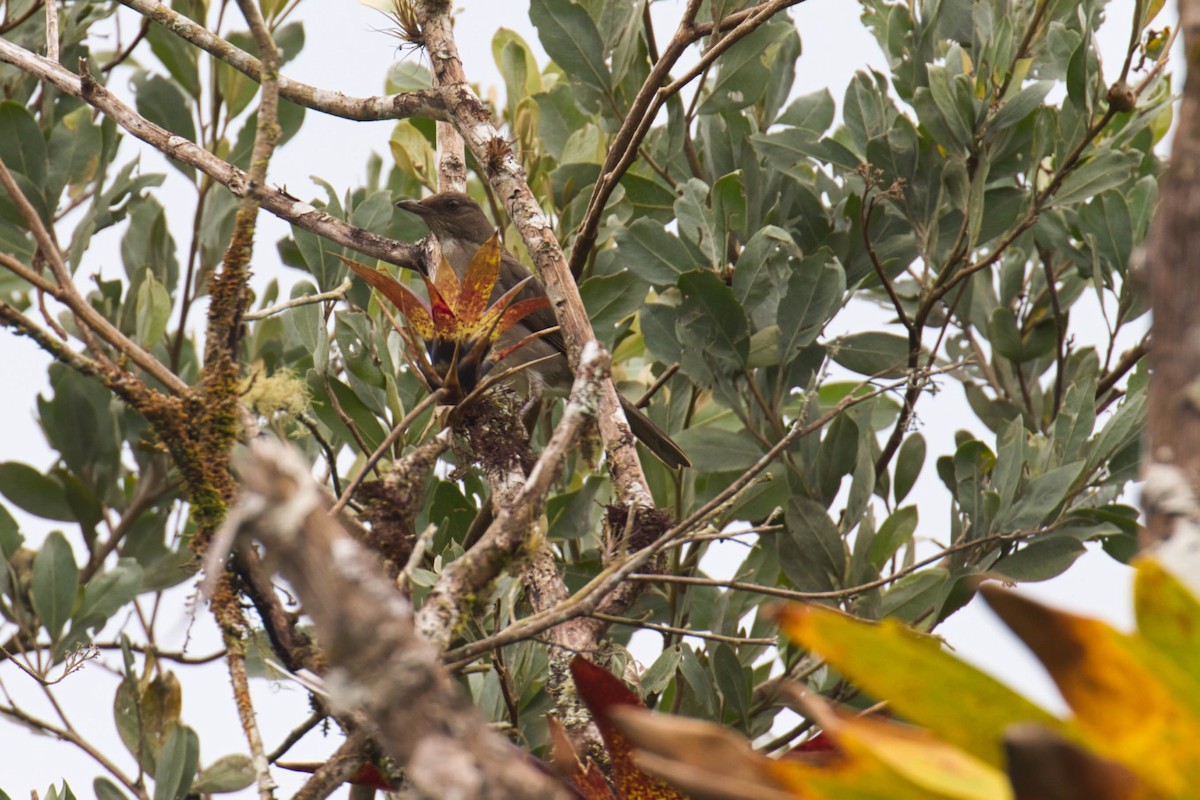 Black-billed Thrush - ML146065641