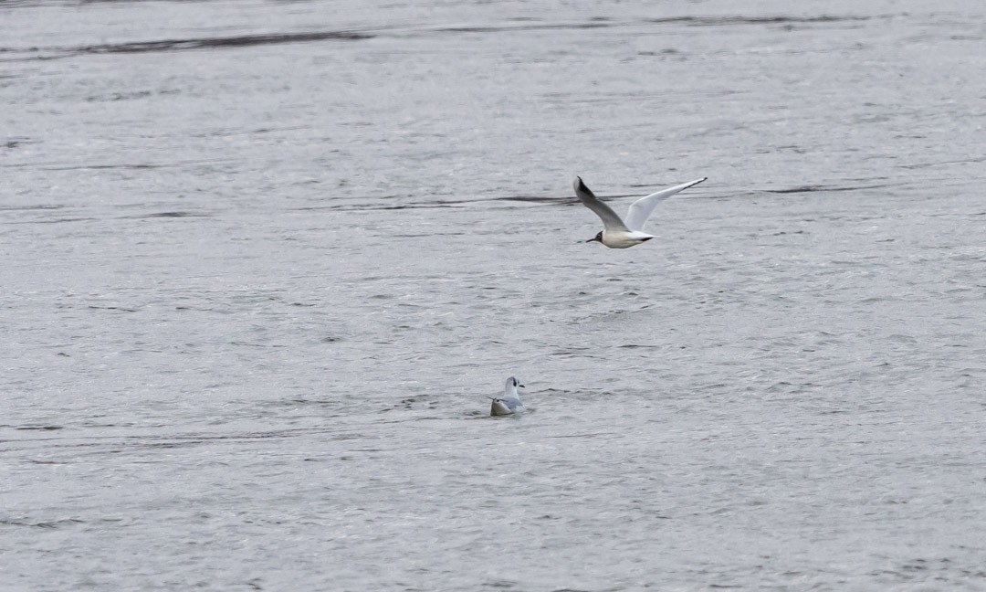 Black-headed Gull - Brad Heath